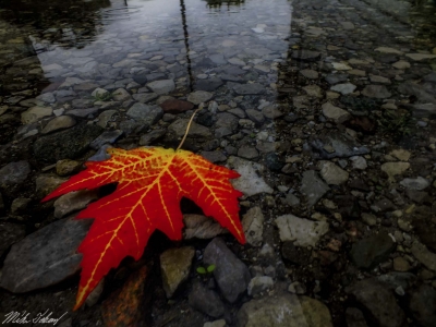 Maple-Leaf